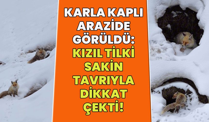 Bingöl'de Karla Kaplı Bölgede Kızıl Tilki Görüntülendi