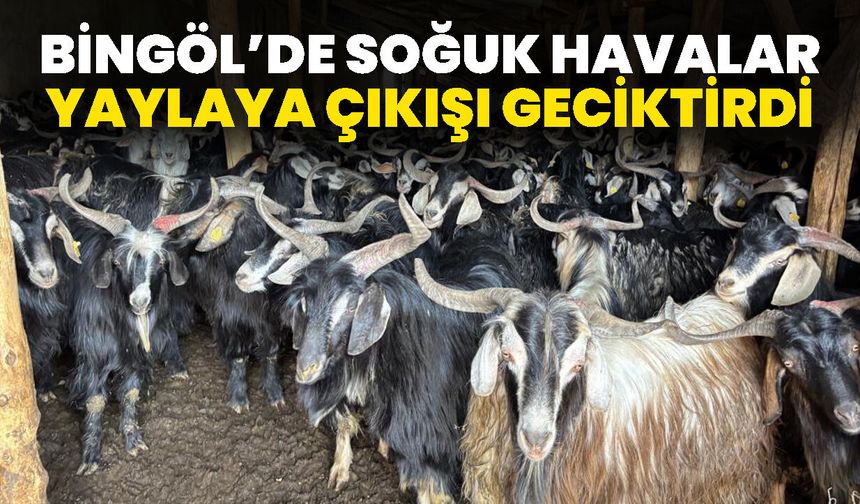 Bingöl’de soğuk havalar yaylaya çıkışı geciktirdi