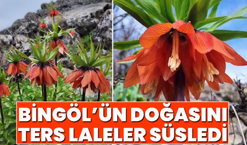Bingöl’ün Doğasını Ters Laleler Süsledi
