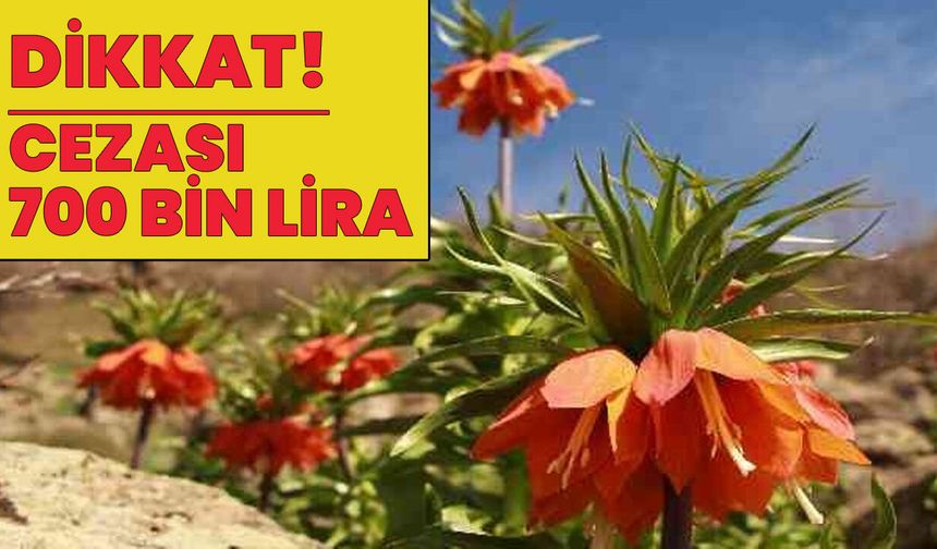 Bu Yıl Cezası 700 Bin Lira!