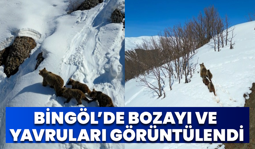 Bingöl’de Bozayı Ve Yavruları Görüntülendi