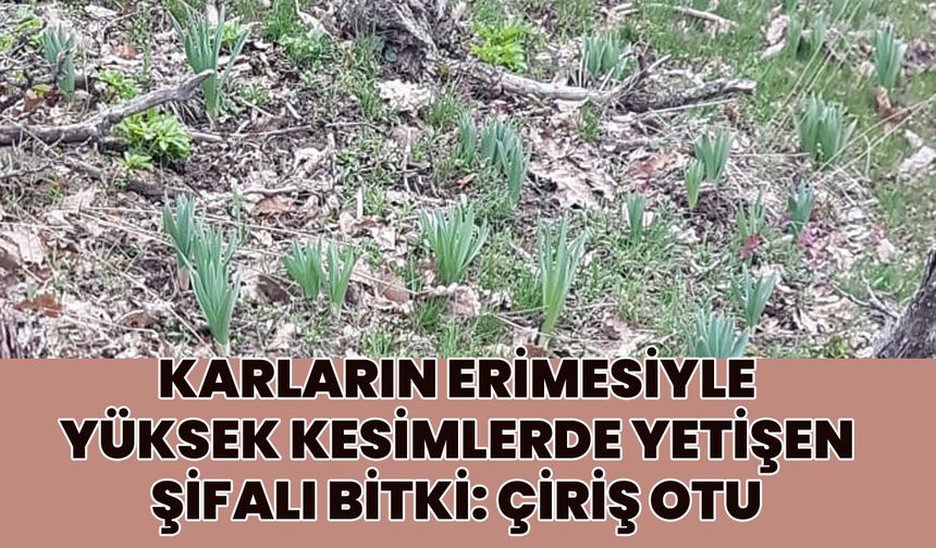 Bingöl'de Çiriş Otu Sezonu Başladı!