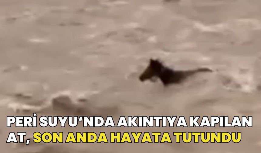 Bingöl'de Peri Suyu'nda Akıntıya Kapılan Atın Hayatta Kalma Mücadelesi