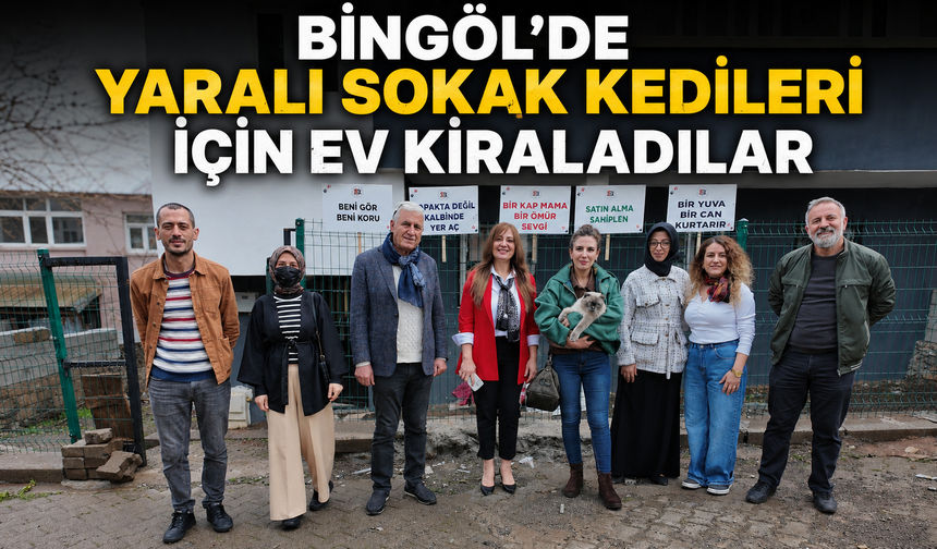 Bingöl’de Yaralı Sokak Kedileri İçin Ev Kiraladılar