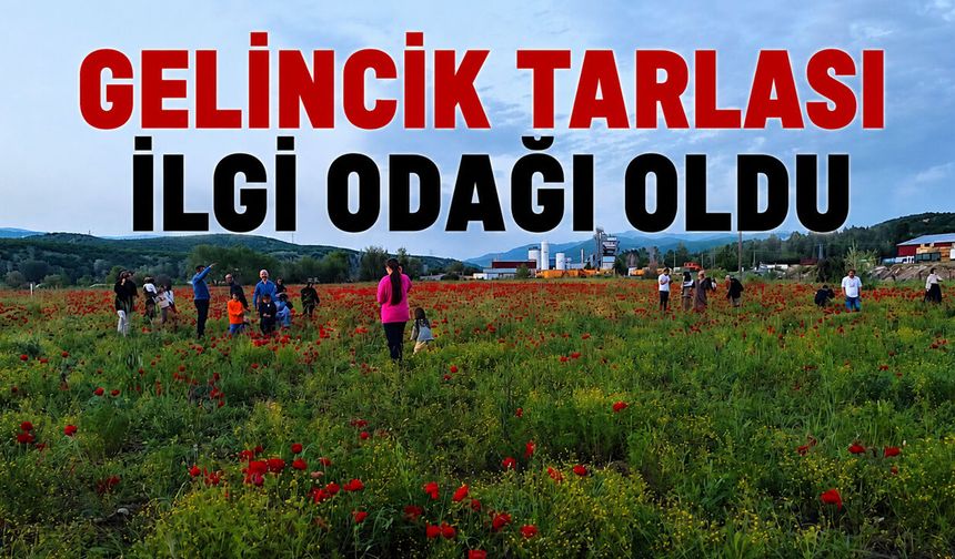 Gelincik Tarlası İlgi Odağı Oldu