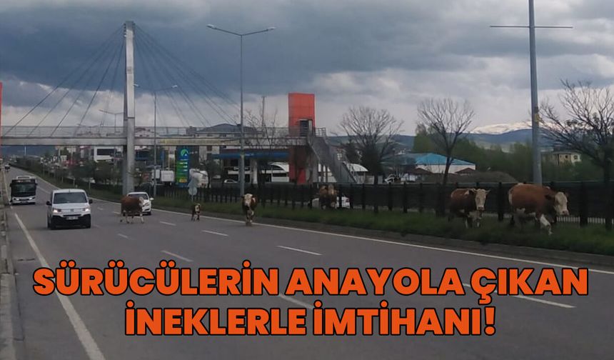 Bingöl'de Yola İnen İnekler Kazaya Davetiye Çıkarıyor