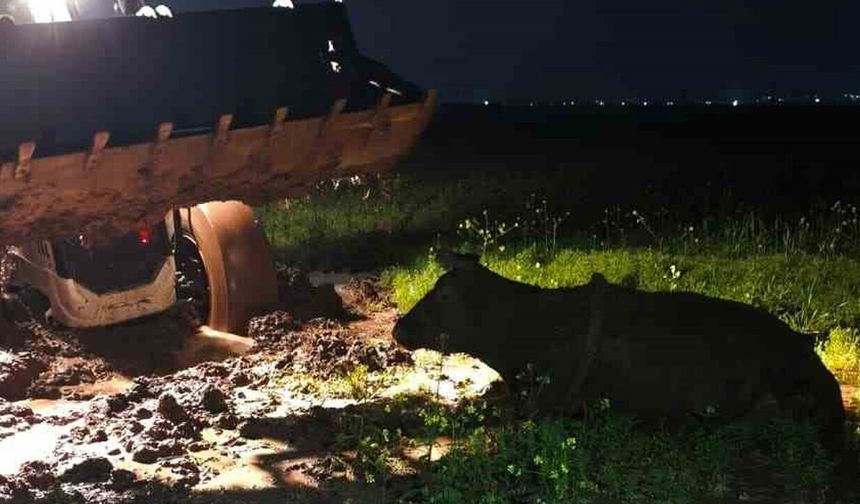 Diyarbakır'da Çamura Saplanan İnek Kurtarıldı