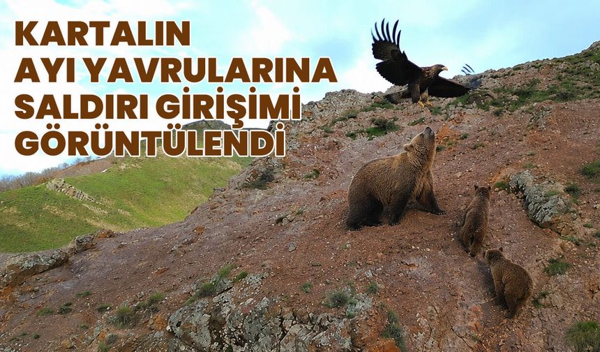 Bingöl'de Belgeselleri Aratmayan Görüntü: Kartalın Ayı ve Yavrularına Saldırı Girişimi