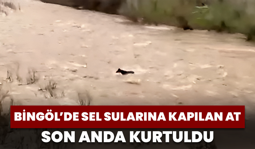 Bingöl’de Sel Sularına Kapılan At Son Anda Kurtuldu