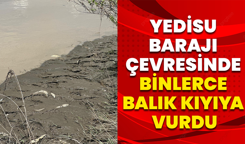 Yedisu Barajı Çevresinde Binlerce Balık Kıyıya Vurdu