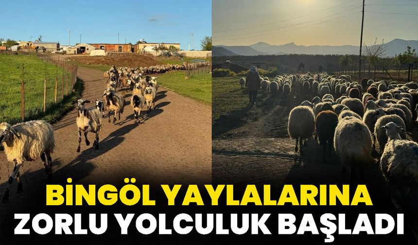 Bingöl Yaylalarına Zorlu Yolculuk Başladı