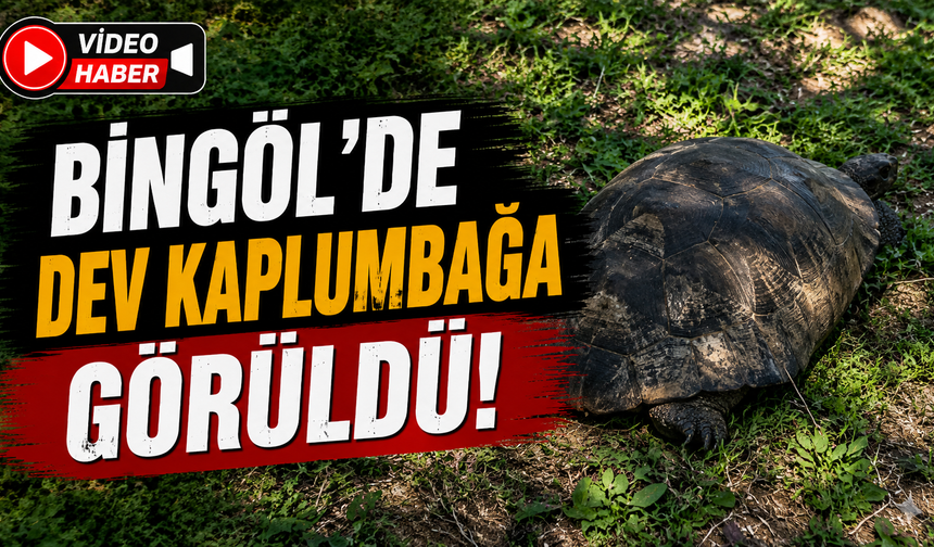 Bingöl’de Dev Kaplumbağa Görüldü