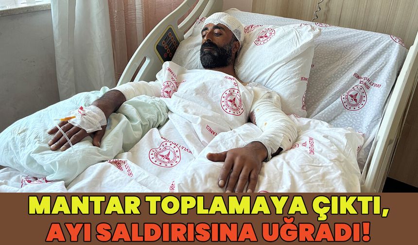 Bingöl'de Mantar Toplarken Ayı Saldırısına Uğradı!