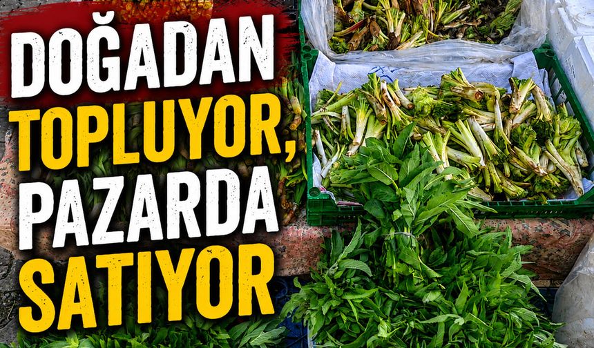 Bingöl Yaylalarının Şifalı Otları Pazar Tezgâhlarında