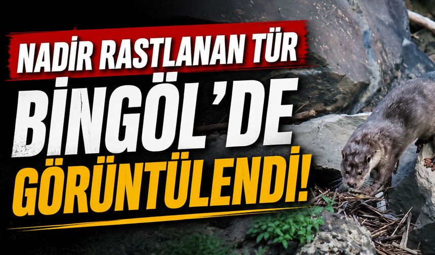 Nadir Rastlanan Tür Bingöl'de Görüntülendi!