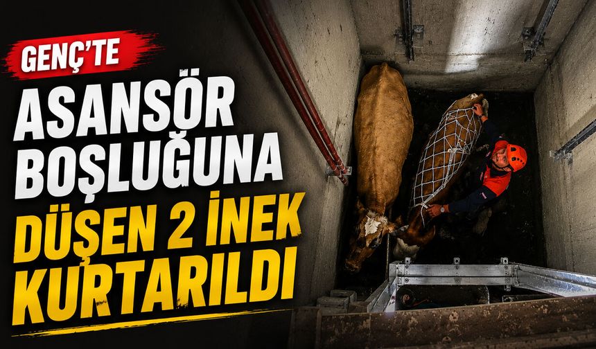 Genç’te Asansör Boşluğuna Düşen 2 İnek Kurtarıldı