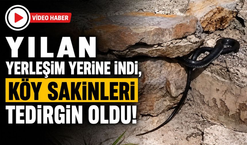 Yılan Yerleşim Yerine İndi, Köy Sakinleri Tedirgin Oldu!