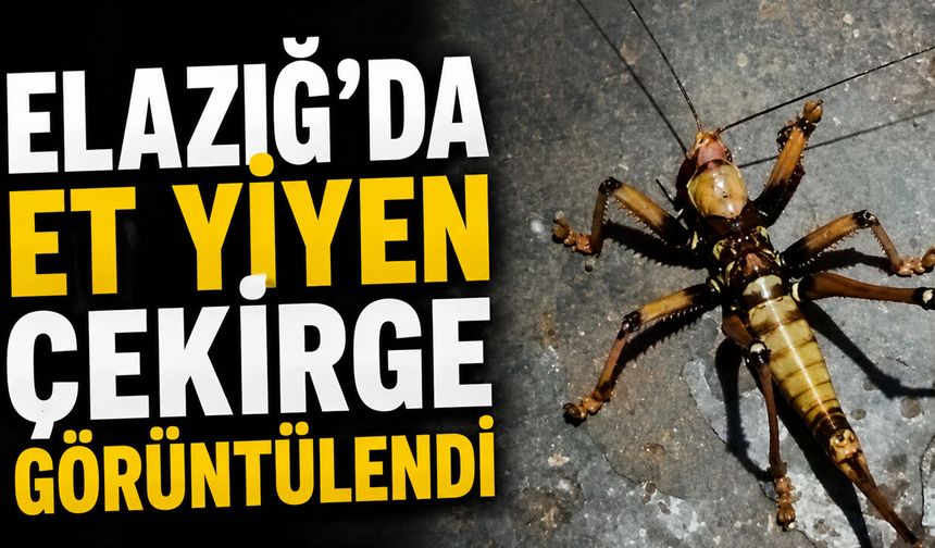 Bingöl'ün Komşu İlinde Et Yiyen Çekirge Görüntülendi