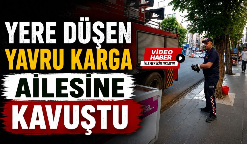 Yere Düşen Yavru Karga Ailesine Kavuşturuldu