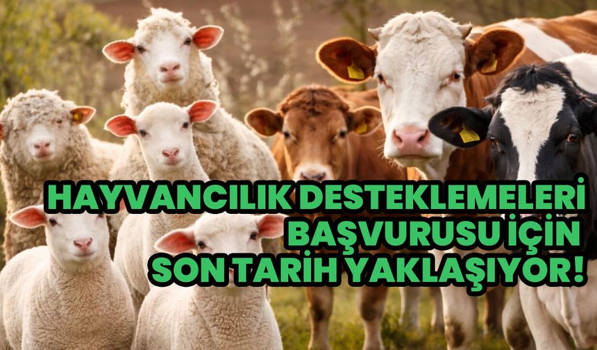 Hayvancılık Desteklemeleri Başvurularında Son Gün Yaklaşıyor!