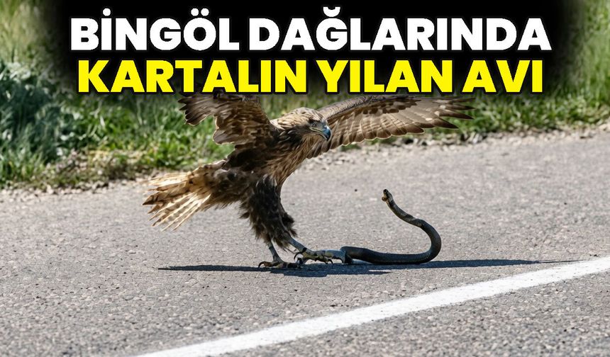 Bingöl Dağlarında Kartalın Yılan Avı