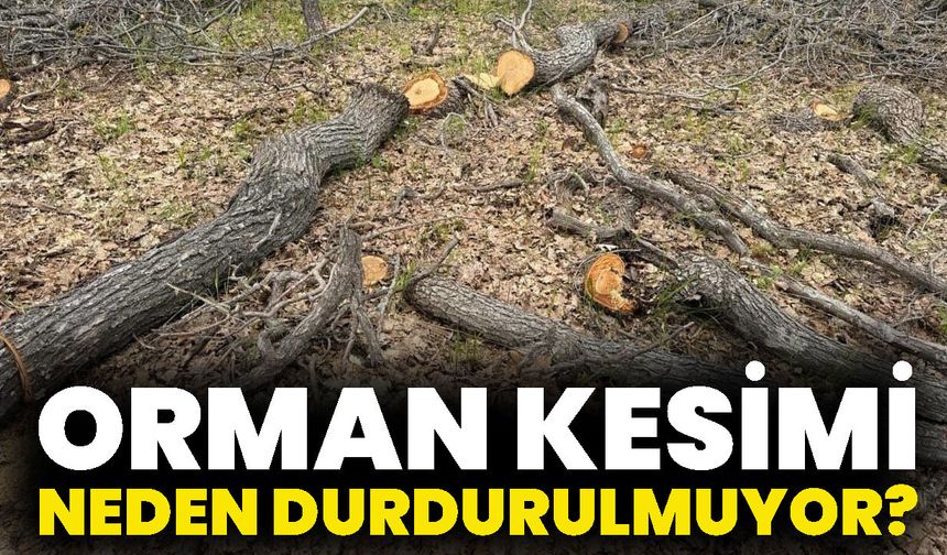 Orman Kesimi Neden Durdurulmuyor?