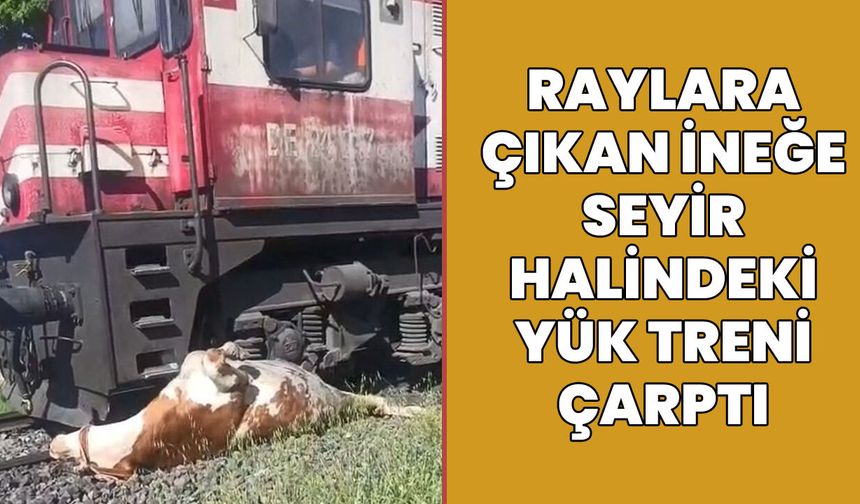 Elazığ'da Raylara Çıkan İneğe Tren Çarptı!