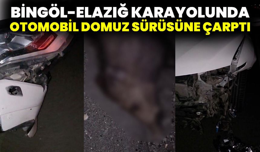Bingöl-Elazığ Karayolunda Otomobil Domuz Sürüsüne Çarptı