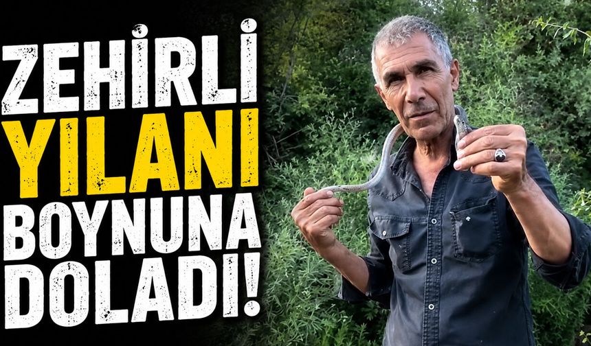 Zehirli Yılanı Boynuna Doladı!