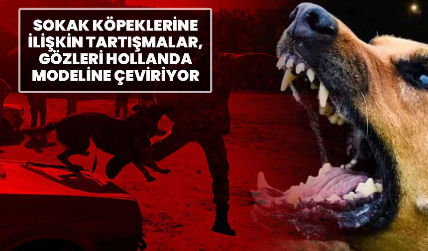 Sokak köpeklerine ilişkin tartışmalar, gözleri Hollanda modeline çeviriyor