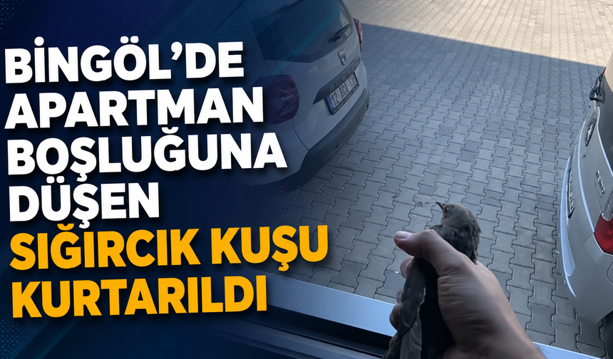 Bingöl’de Apartman Boşluğuna Düşen Sığırcık Kuşu Kurtarıldı