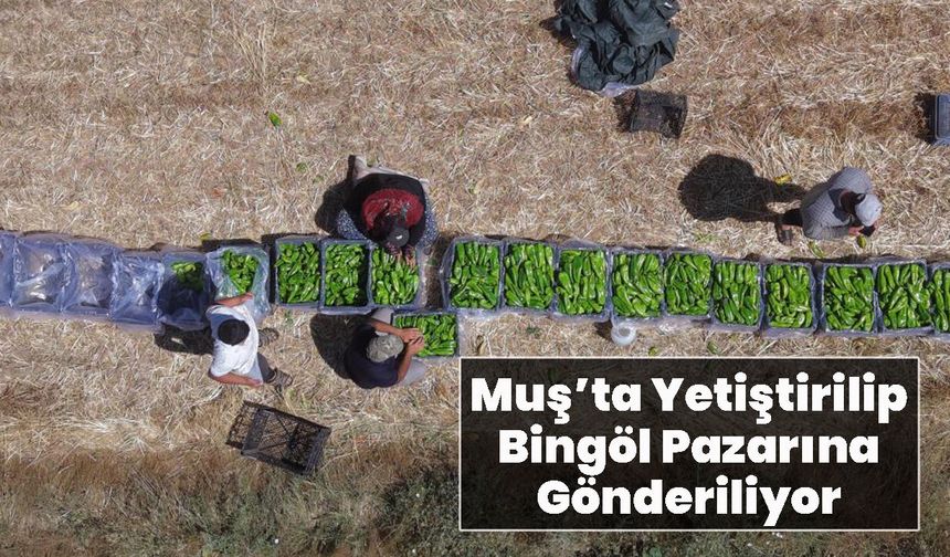Muş’ta Yetiştirilip Bingöl Pazarına Gönderiliyor
