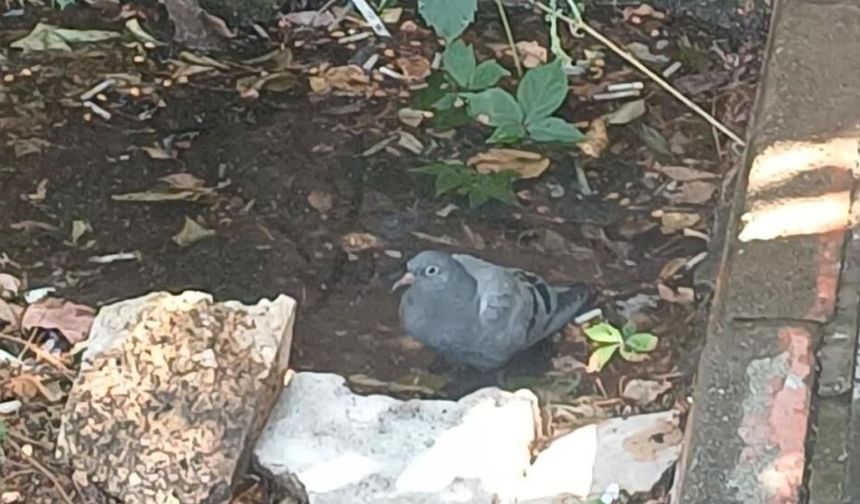 Bingöl'de Sıcaktan Bunalan Güvercin Su Birikintisinde Serinledi