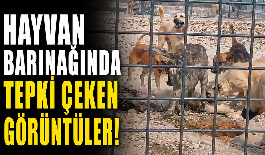 Hayvan Barınağında Tepki Çeken Görüntüler!
