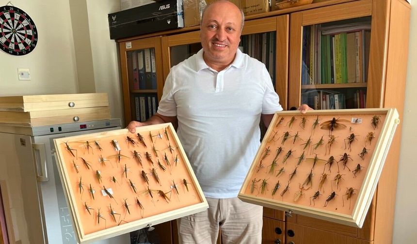 Uzmanından ’çekirge’ açıklaması: "Ülkemizde görülen durum bir salgın değil, mevsimsel bir durum"