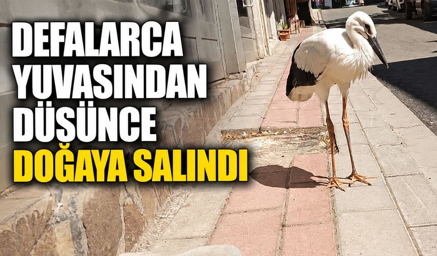 Yuvasından Defalarca Düşünce, Doğaya Salındı