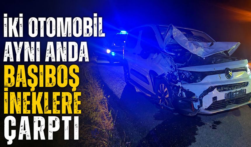 İki Otomobil Aynı Anda Başıboş İneklere Çarptı