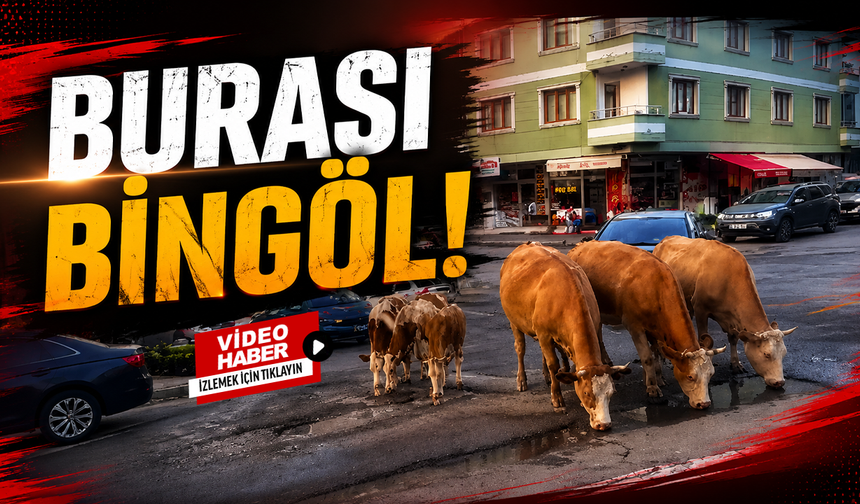 Burası Bingöl!