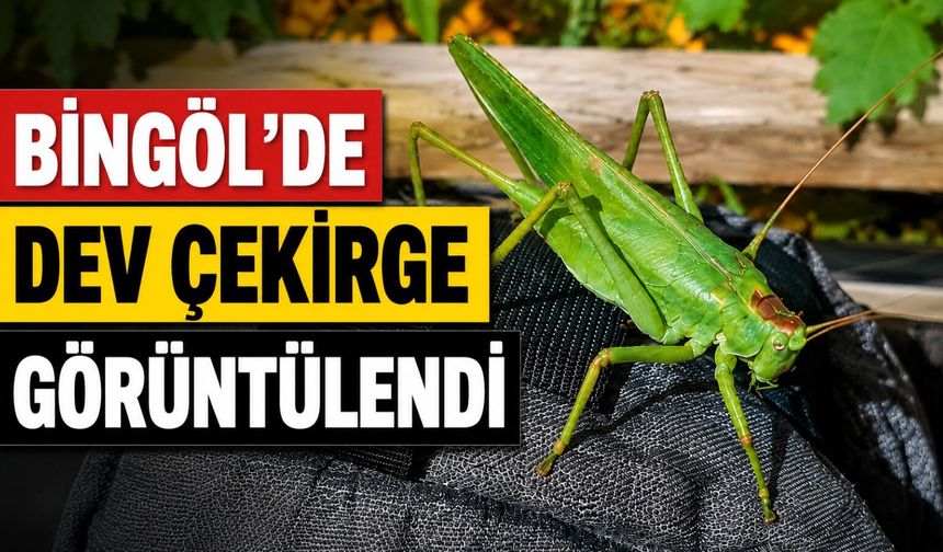 Bingöl'de Dev Çekirge Görüntülendi