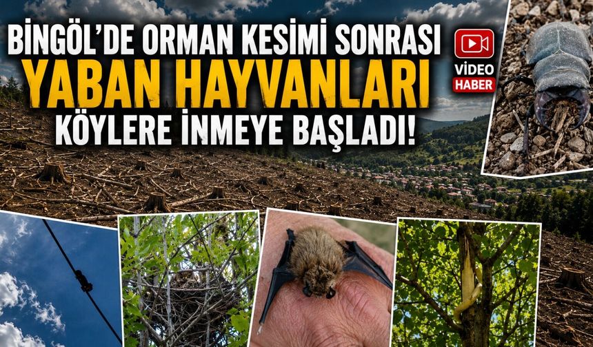 Bingöl'de Orman Kesimi Sonrası Yaban Hayvanları Köylere İnmeye Başladı!