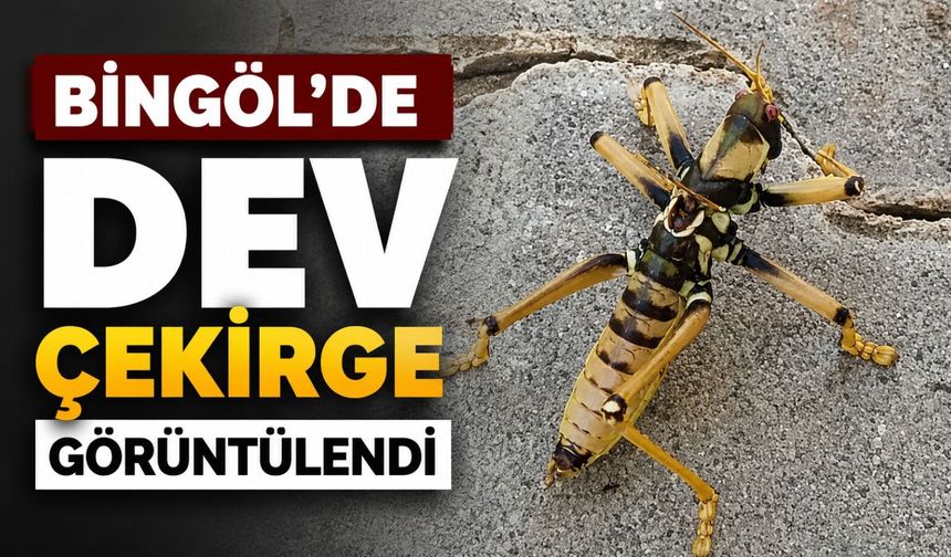 Bingöl'de Dev Çekirge Görüntülendi