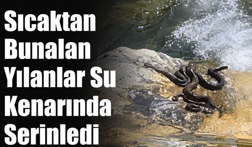 Sıcaktan Bunalan Yılanlar Su Kenarında Serinledi