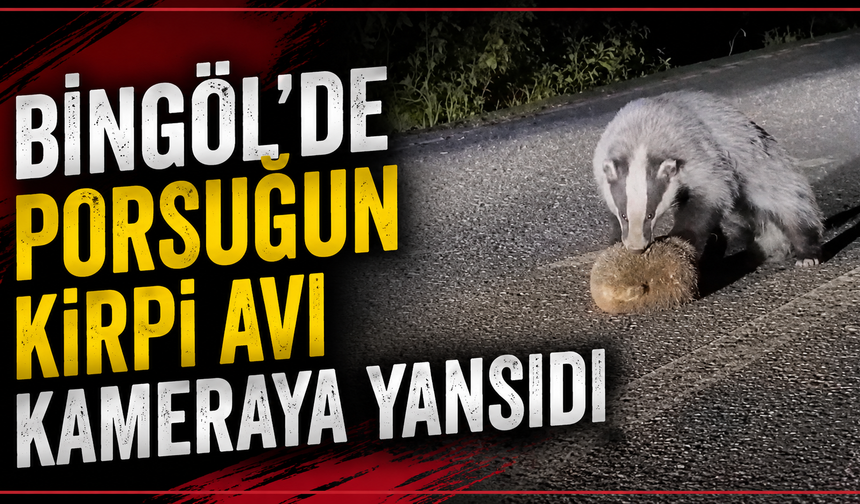 Bingöl’de Porsuğun Kirpi Avı Kameraya Yansıdı