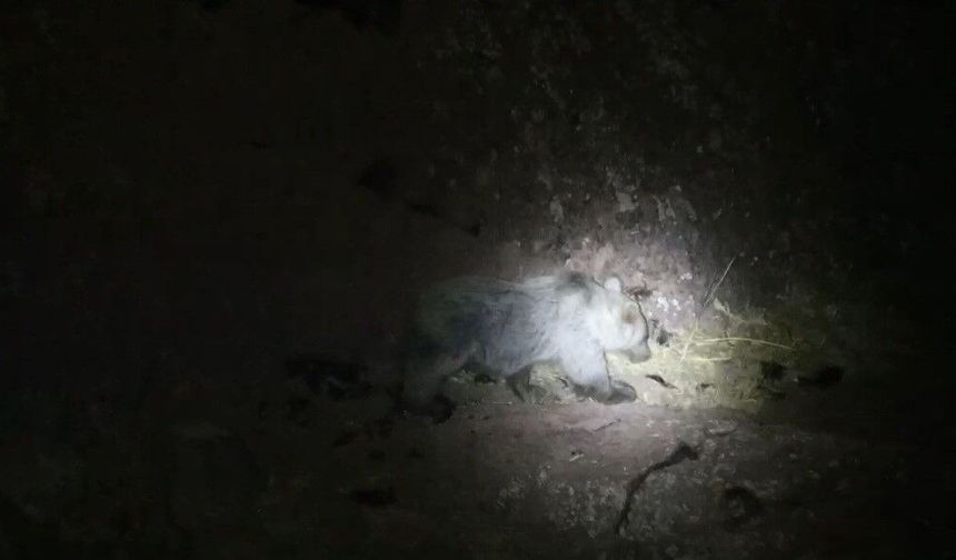 Boz Ayı ve Yaban Domuzu Aynı Anda Görüntülendi