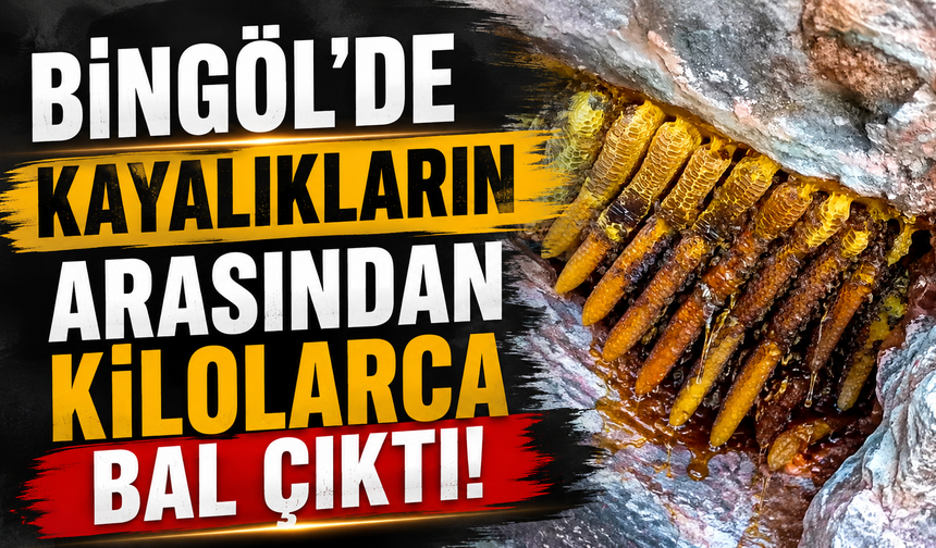 Bingöl’de Kayalıkların Arasından Kilolarca Bal Çıktı