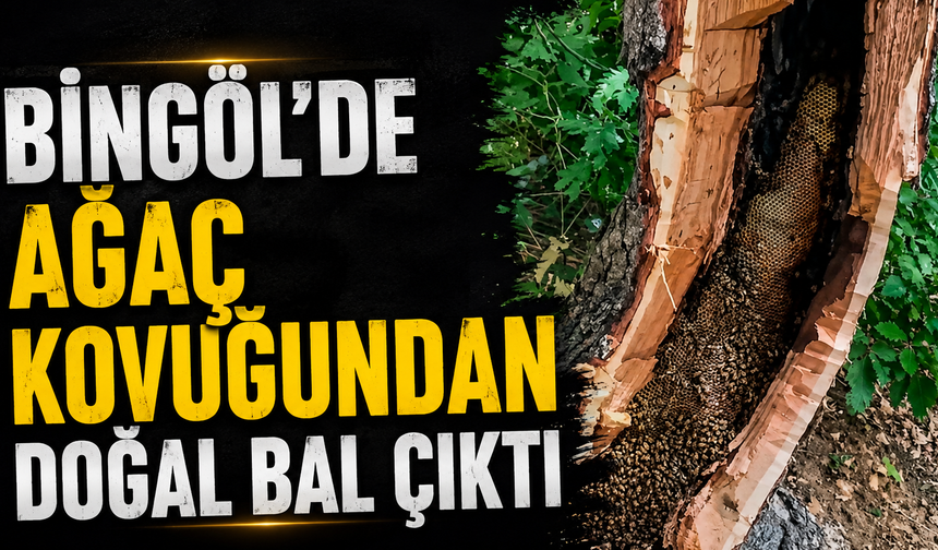 Bingöl’de Ağaç Kovuğundan Doğal Bal Çıktı