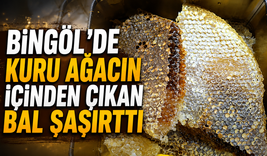 Bingöl’de Kuru Ağacın İçinden Çıkan Bal Şaşırttı