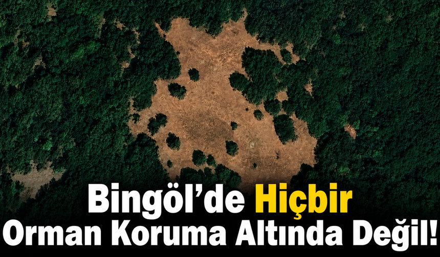 Bingöl’de Hiçbir Orman Koruma Altında Değil!