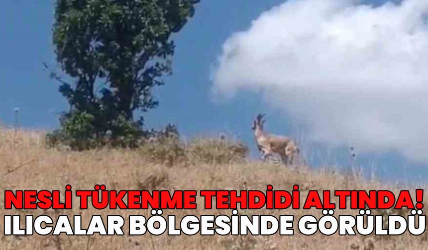 Ender Rastlanan Tür Dronla Görüntülendi