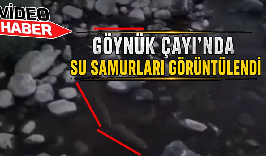 Su Samurları, Bingöl'de Göynük Çayı'nda Görüntülendi